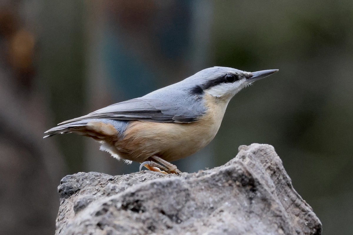 Trepador Azul (grupo europaea) - ML627722720