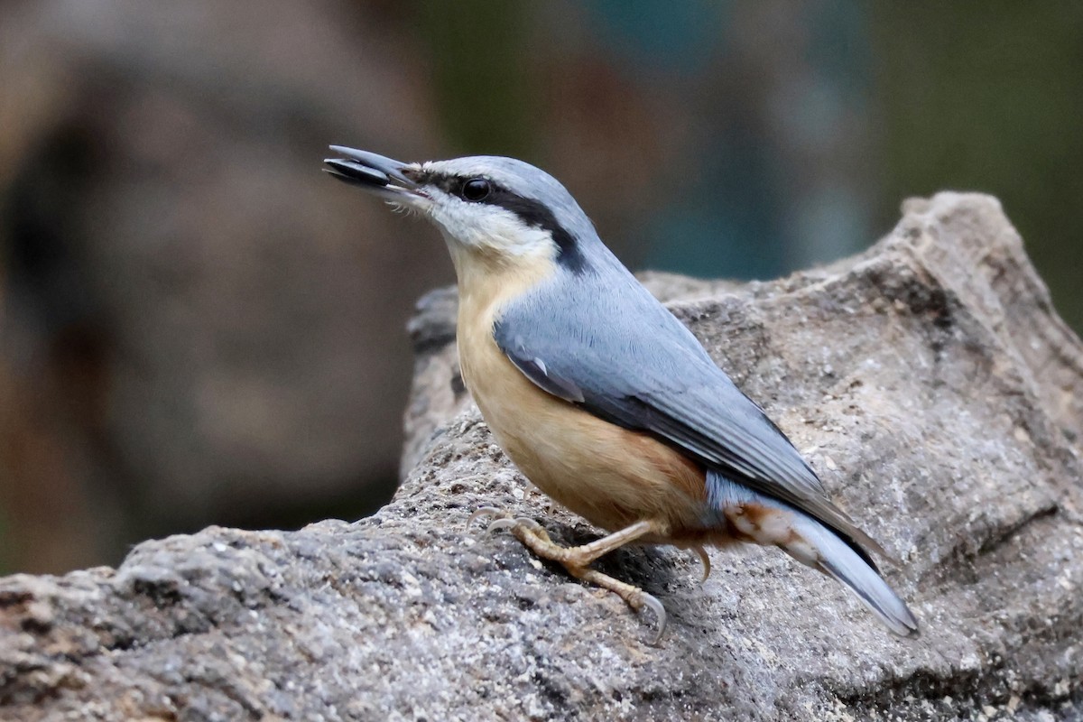 Trepador Azul (grupo europaea) - ML627722721