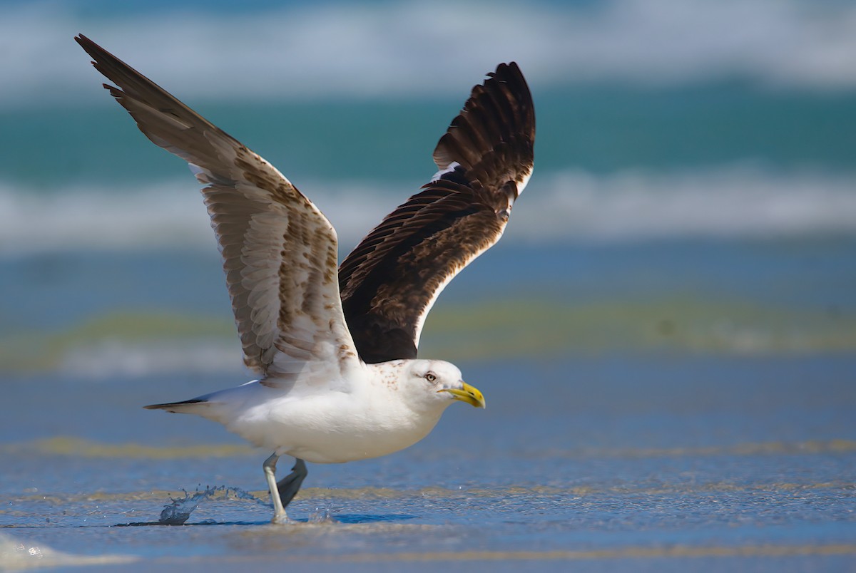 Kelp Gull - ML627722785