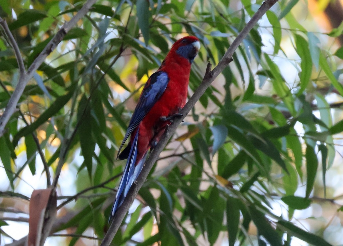 Rosella cremisi - ML627722827