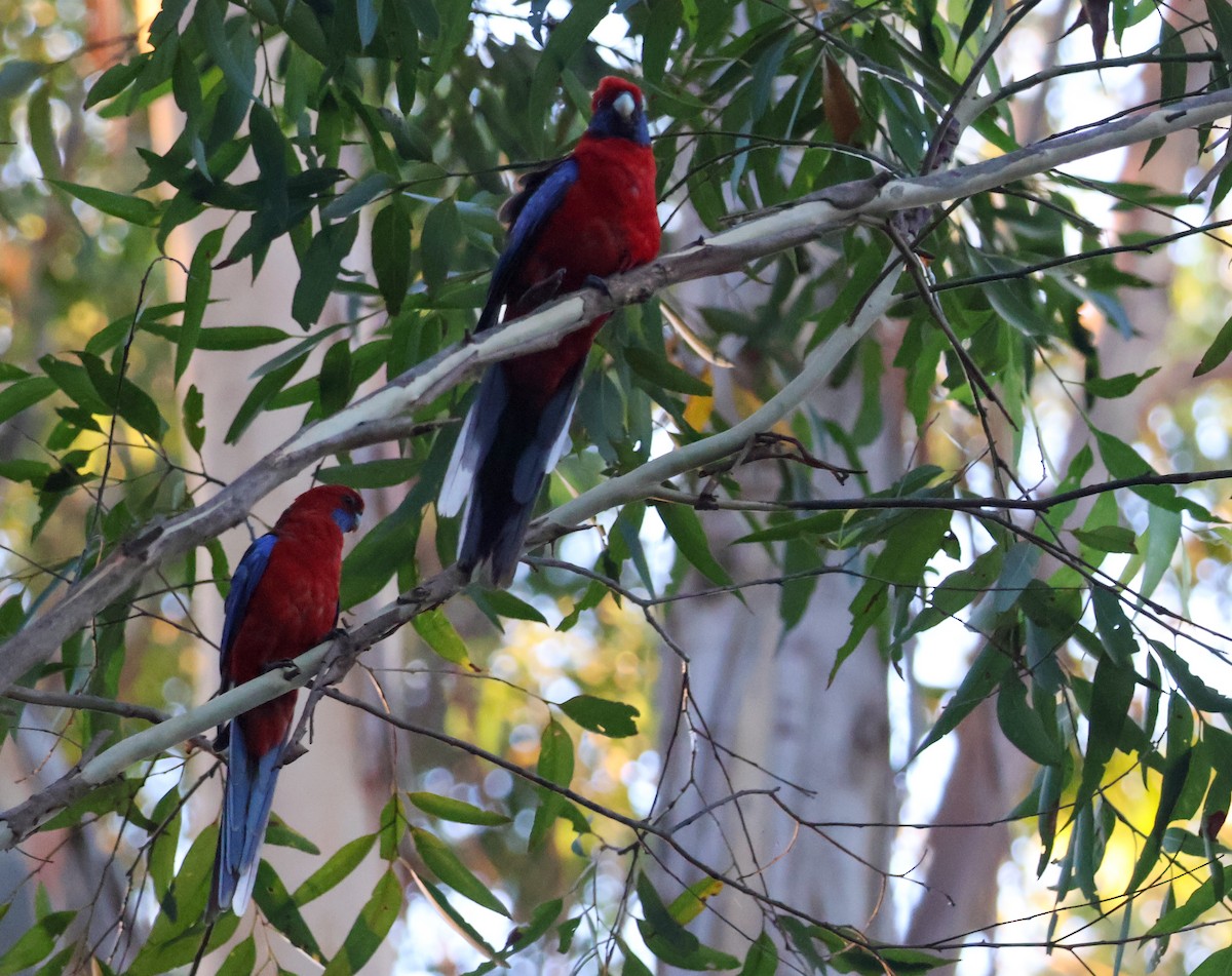 Rosella cremisi - ML627722828