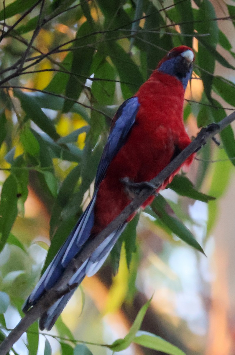 Rosella cremisi - ML627722829