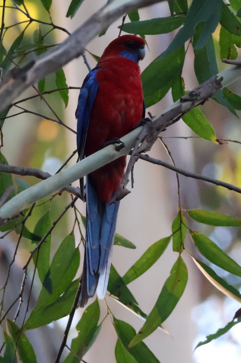Rosella cremisi - ML627722830