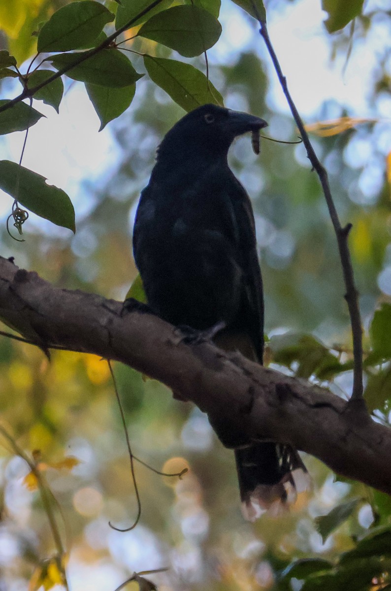 Pied Currawong - ML627722831