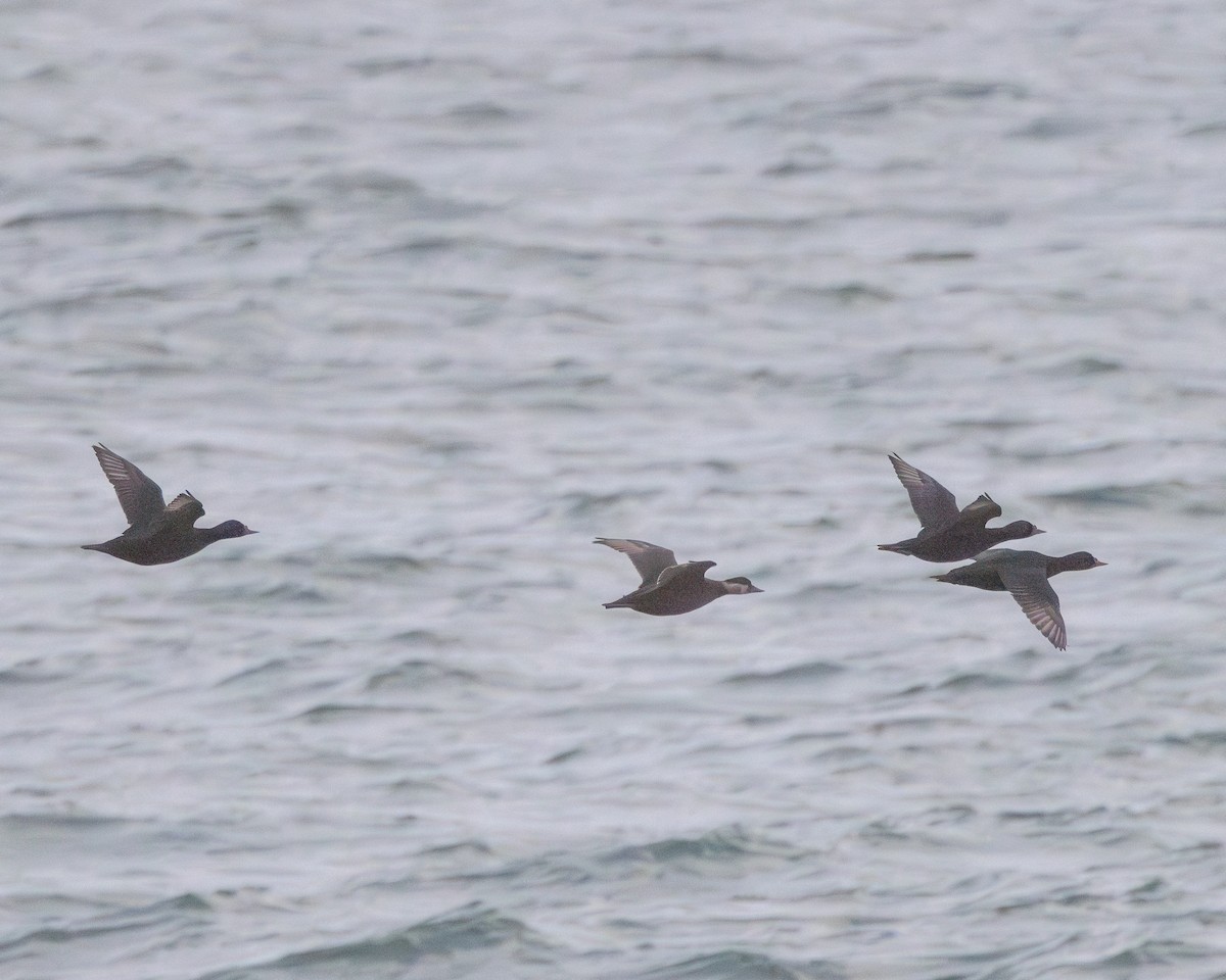 Common Scoter - ML627722832