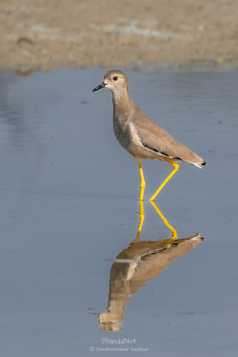 White-tailed Lapwing - ML627722833
