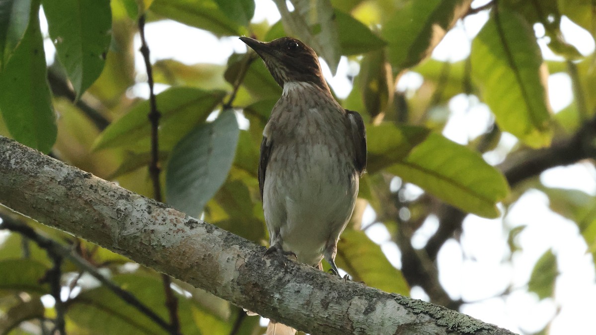 Black-billed Thrush - ML627722928