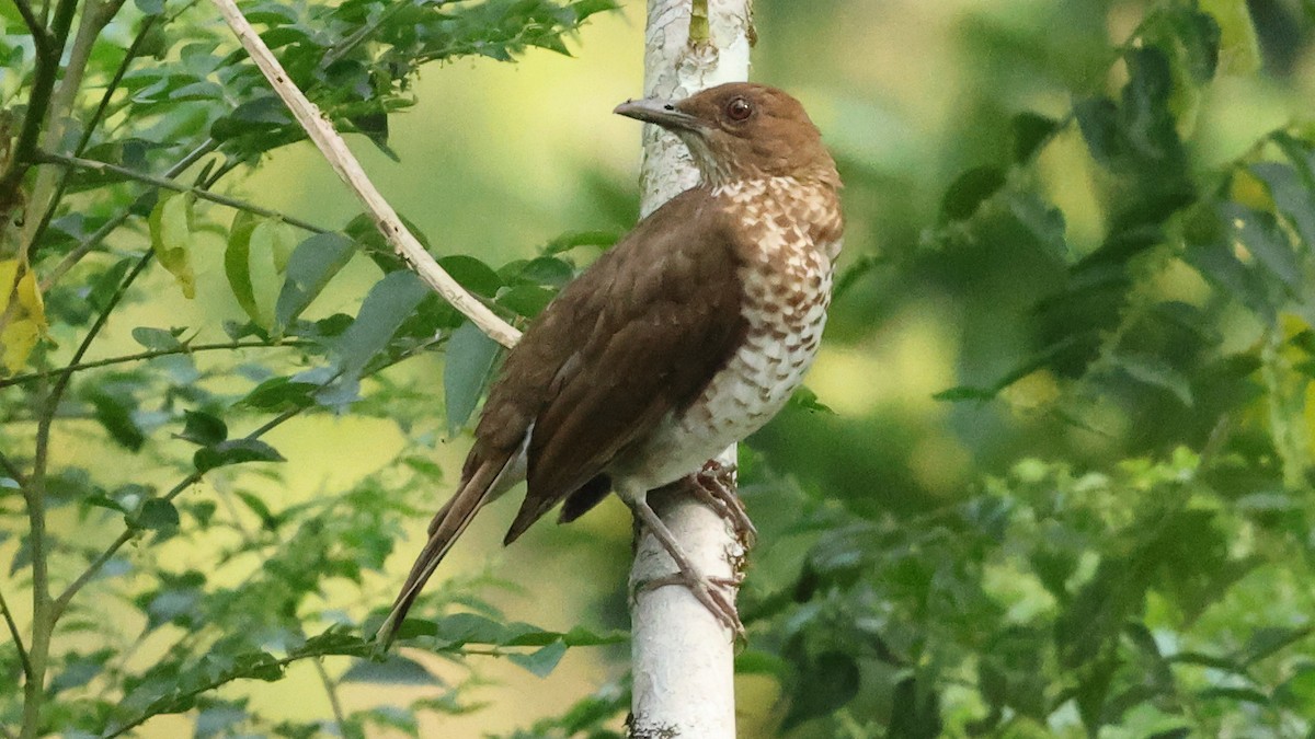 Marañon Thrush - ML627722932