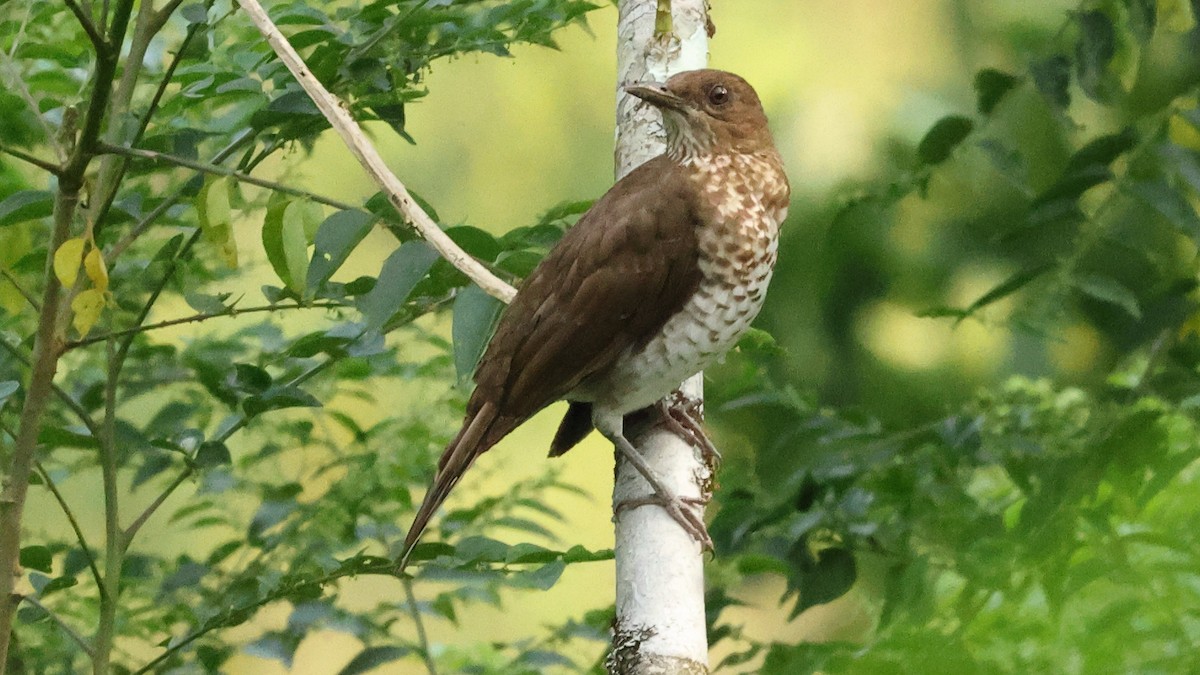 Marañon Thrush - ML627722933