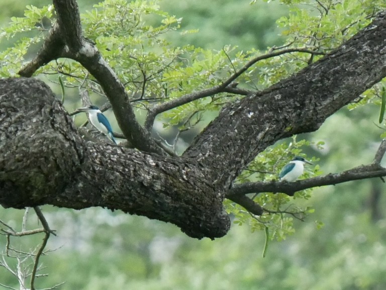 Collared Kingfisher - ML627722949