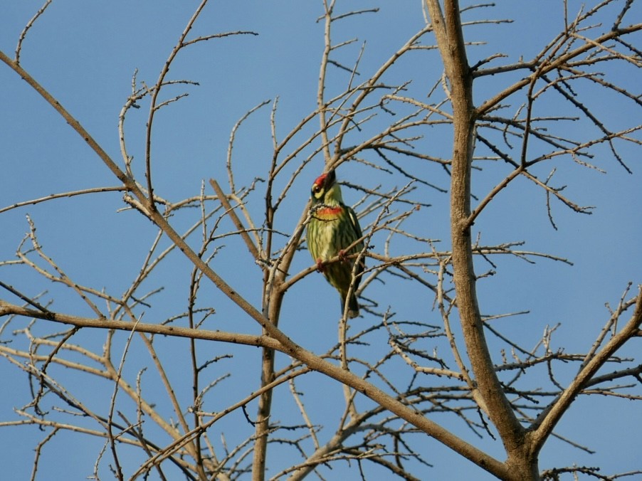 Coppersmith Barbet - ML627722955