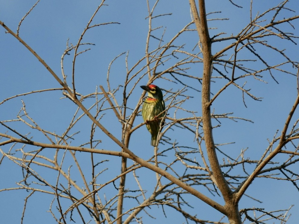 Coppersmith Barbet - ML627722956