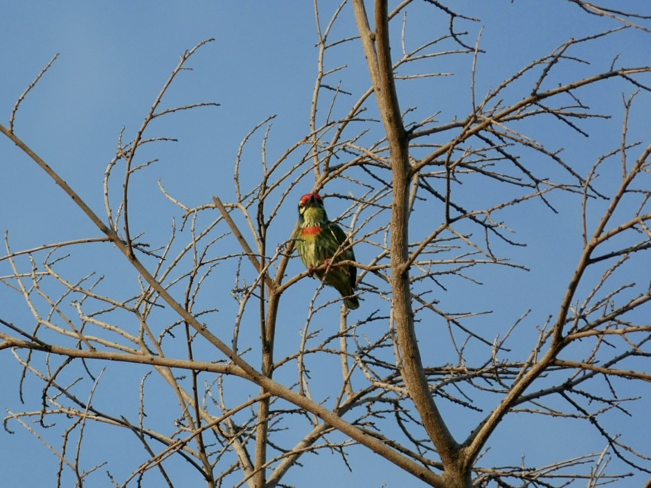 Coppersmith Barbet - ML627722957