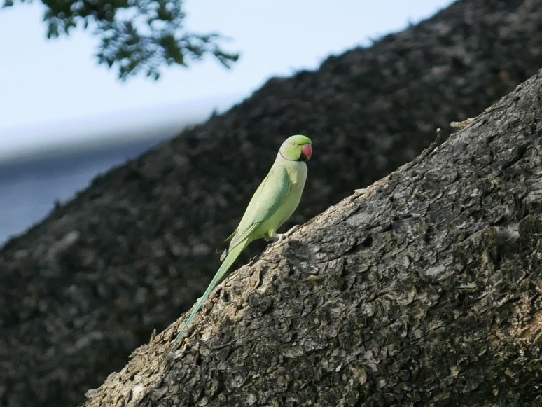 Rose-ringed Parakeet - ML627722960