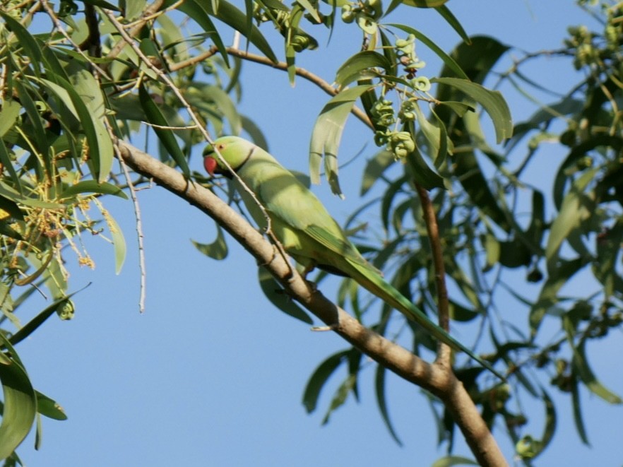 Rose-ringed Parakeet - ML627722961