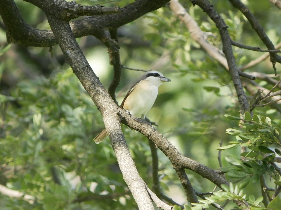 Brown Shrike (Philippine) - ML627722974