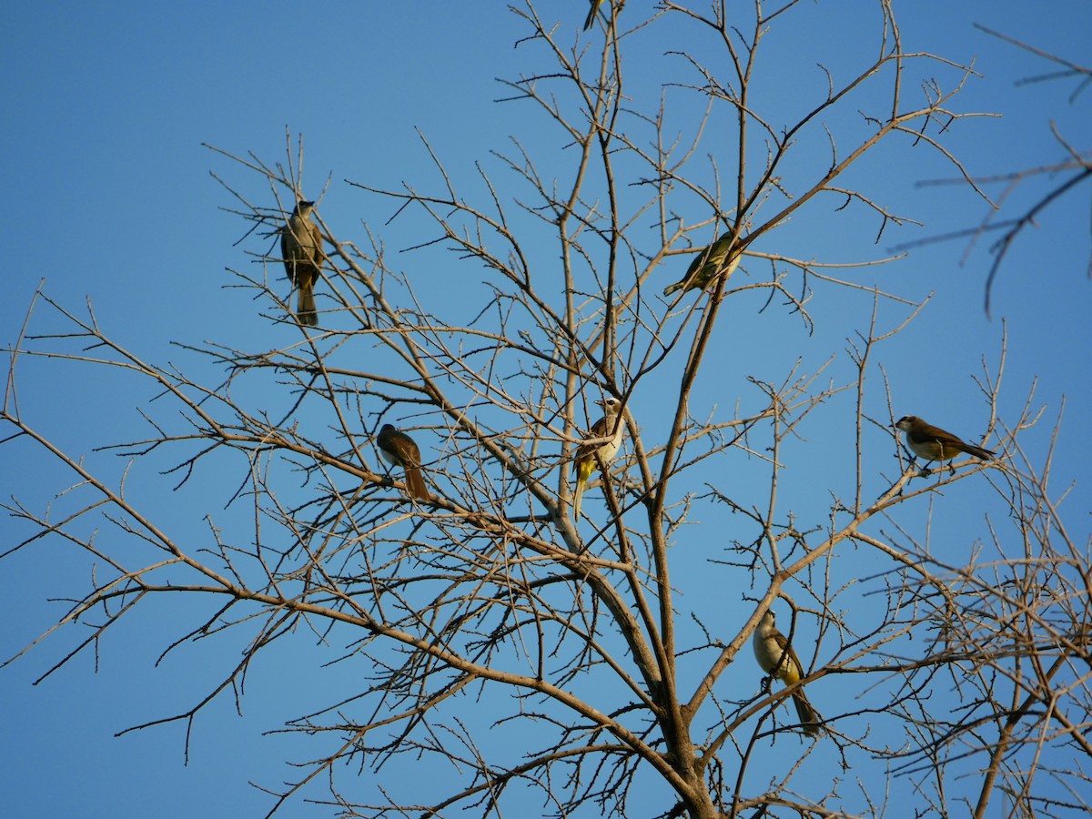 Yellow-vented Bulbul (Philippine) - ML627722978