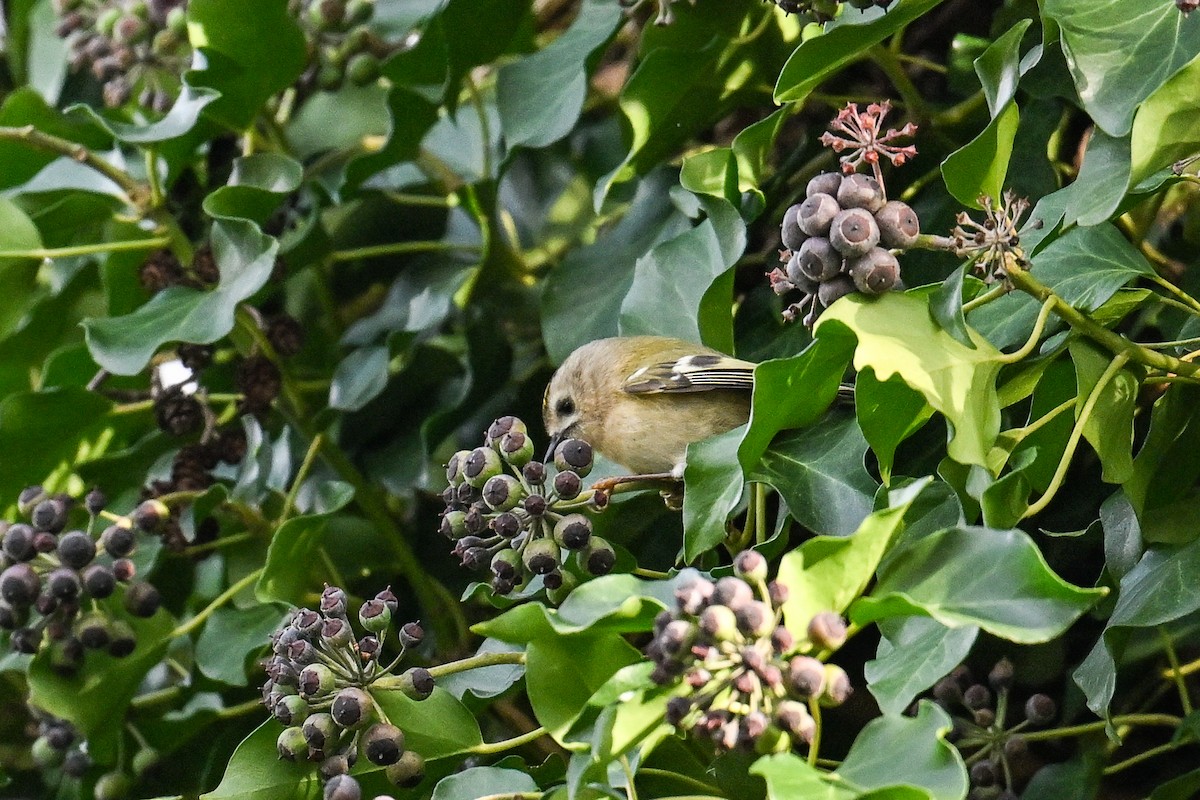 Wintergoldhähnchen - ML627722999