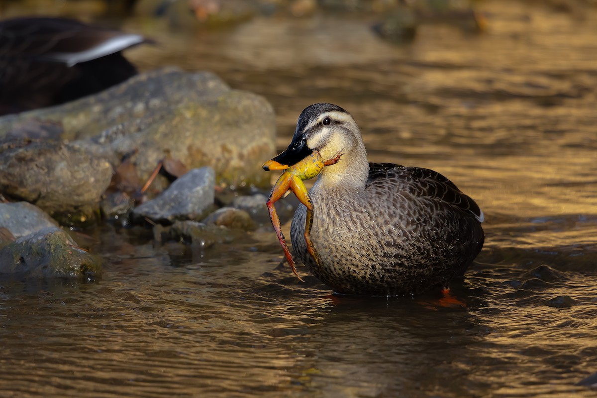 Eastern Spot-billed Duck - ML627723062