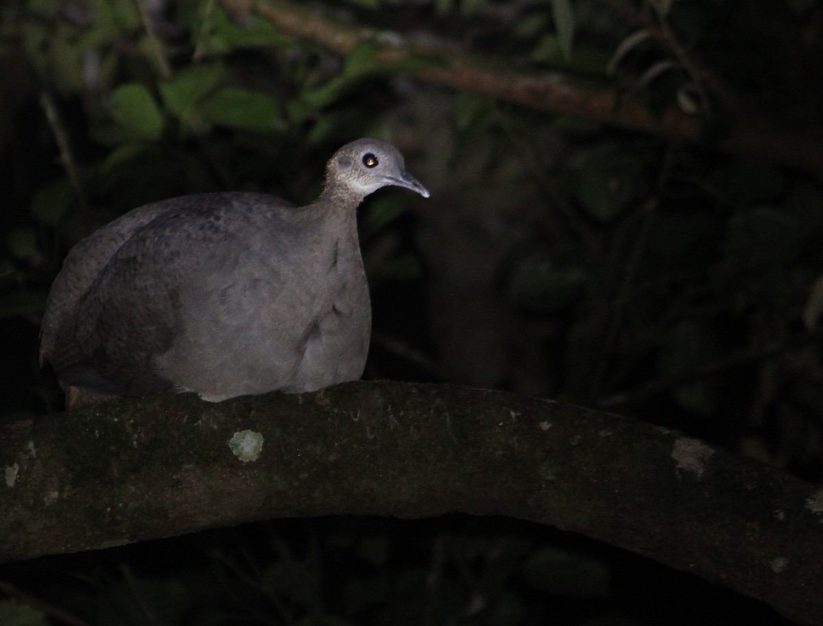 Solitary Tinamou - ML627723068