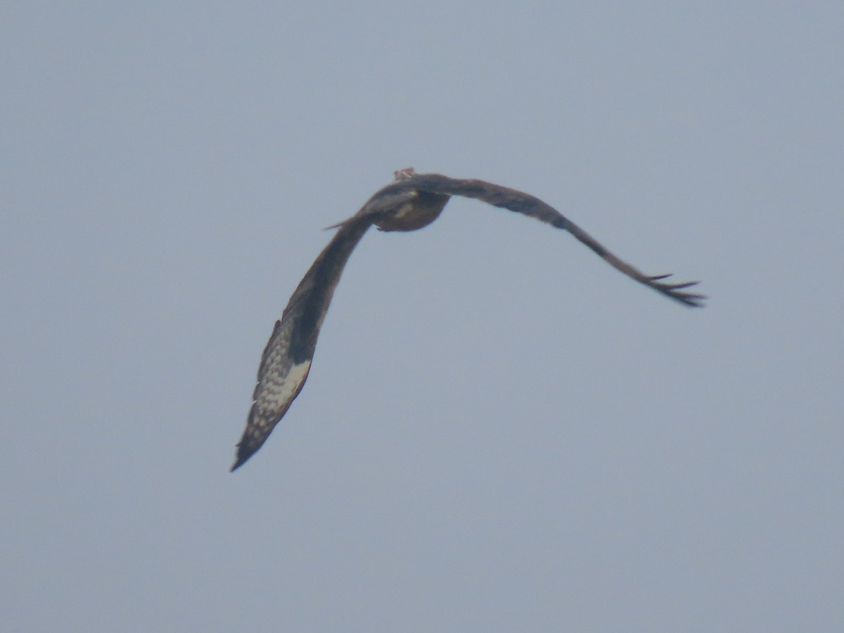 Bonelli's Eagle - ML627723105