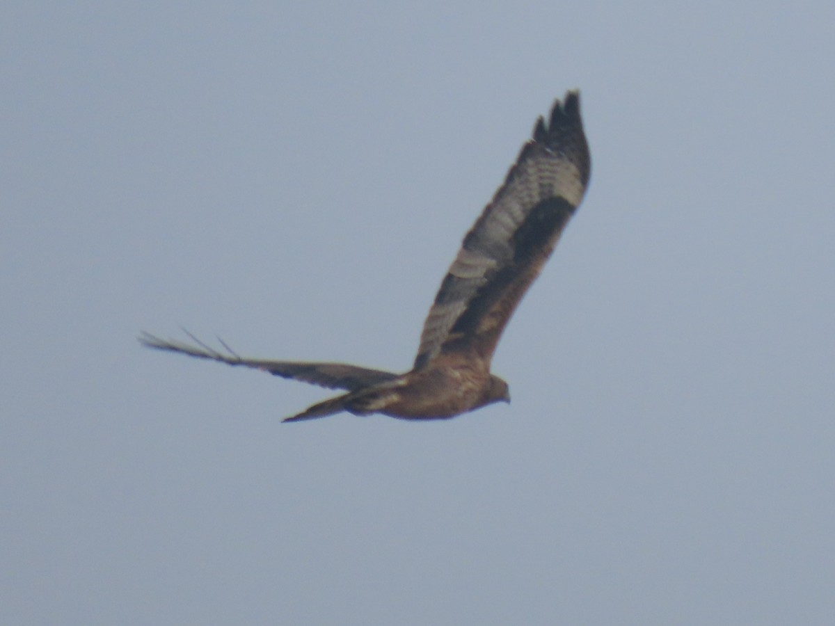 Bonelli's Eagle - ML627723106