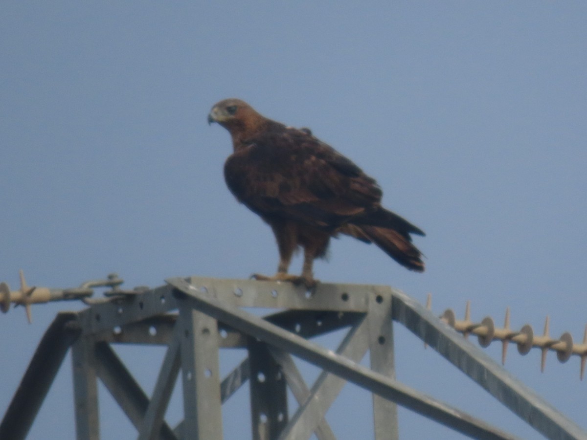 Bonelli's Eagle - ML627723108