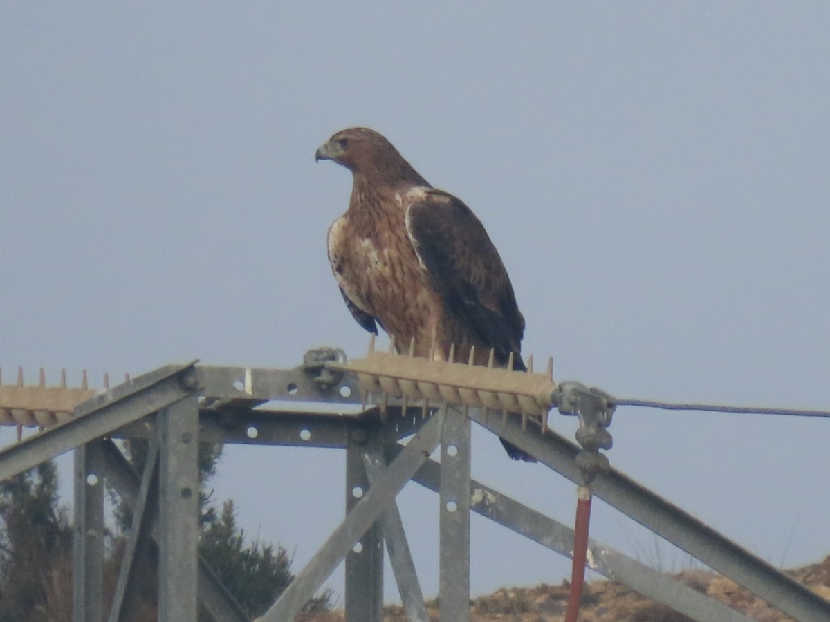 Bonelli's Eagle - ML627723109