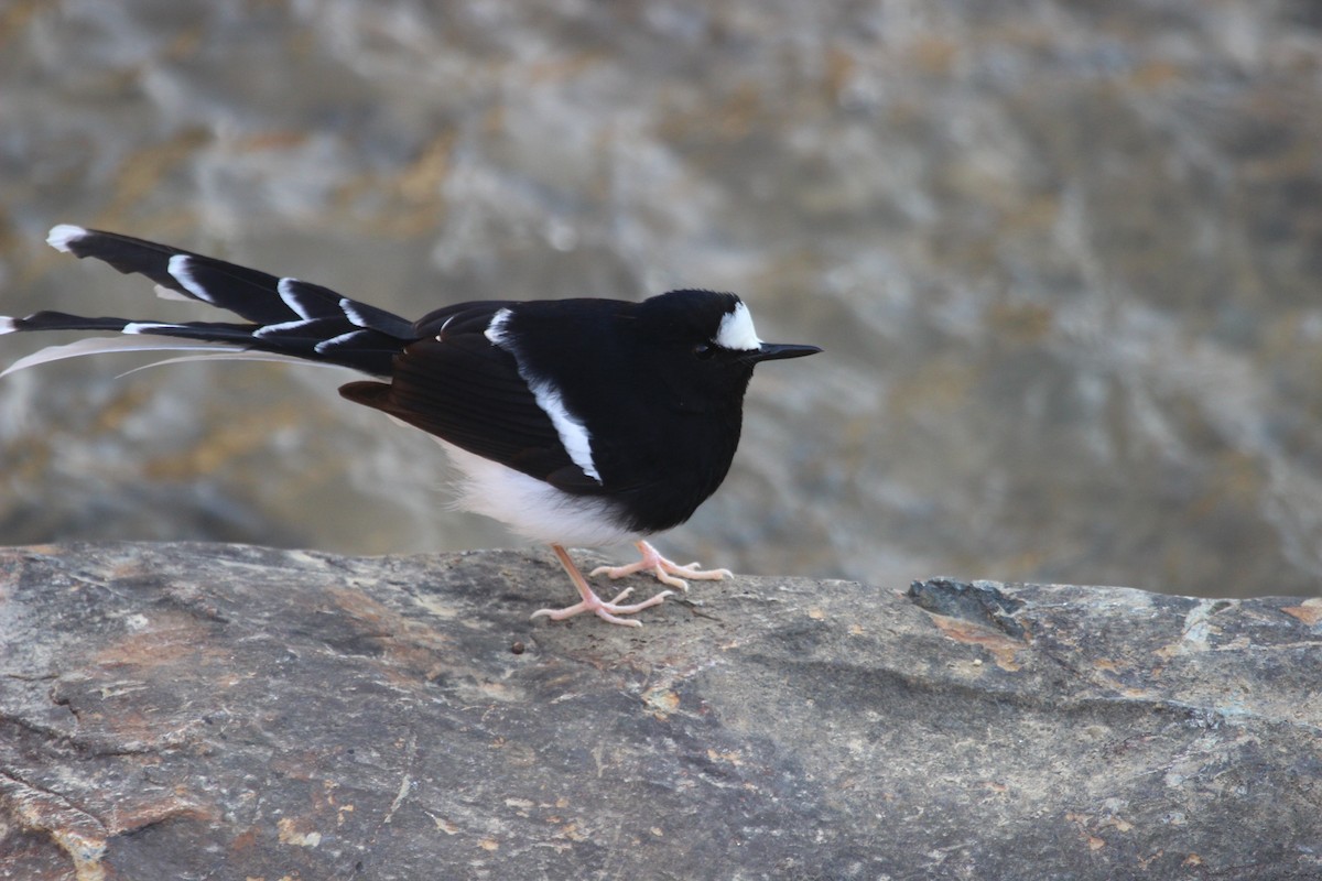 hvitkronekløftstjert (sinensis/indicus) - ML627723152