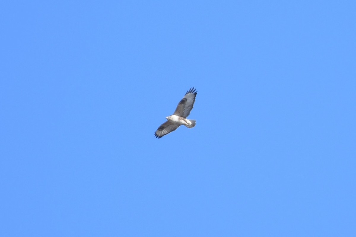 Upland Buzzard - ML627723214