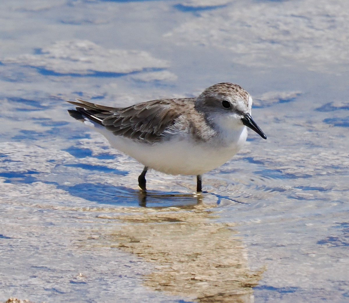 Rotkehl-Strandläufer - ML627723221