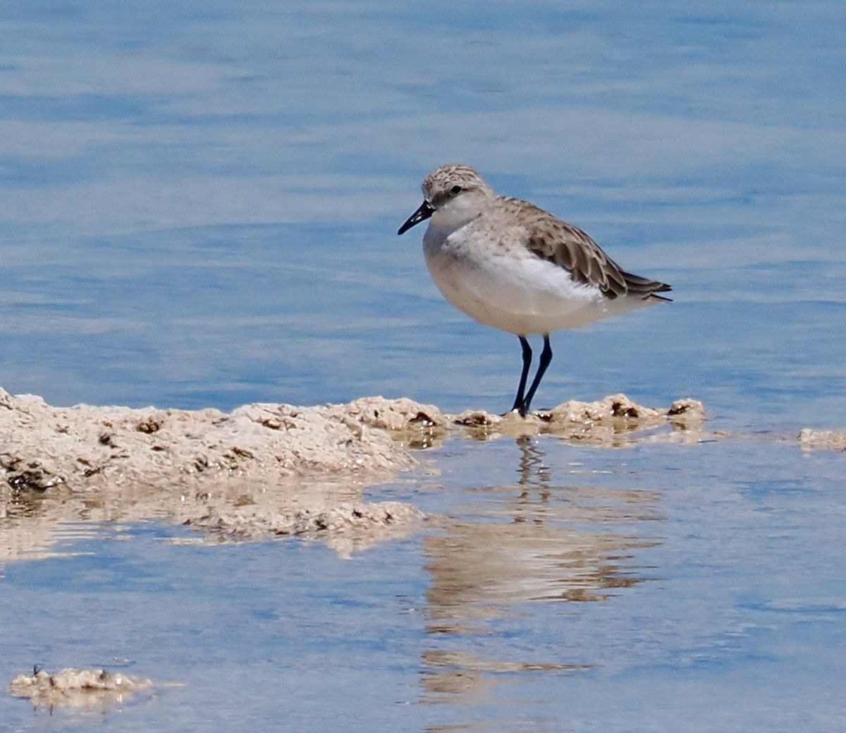 Rotkehl-Strandläufer - ML627723224