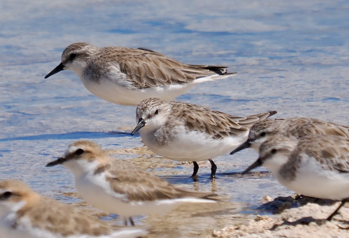 Rotkehl-Strandläufer - ML627723226