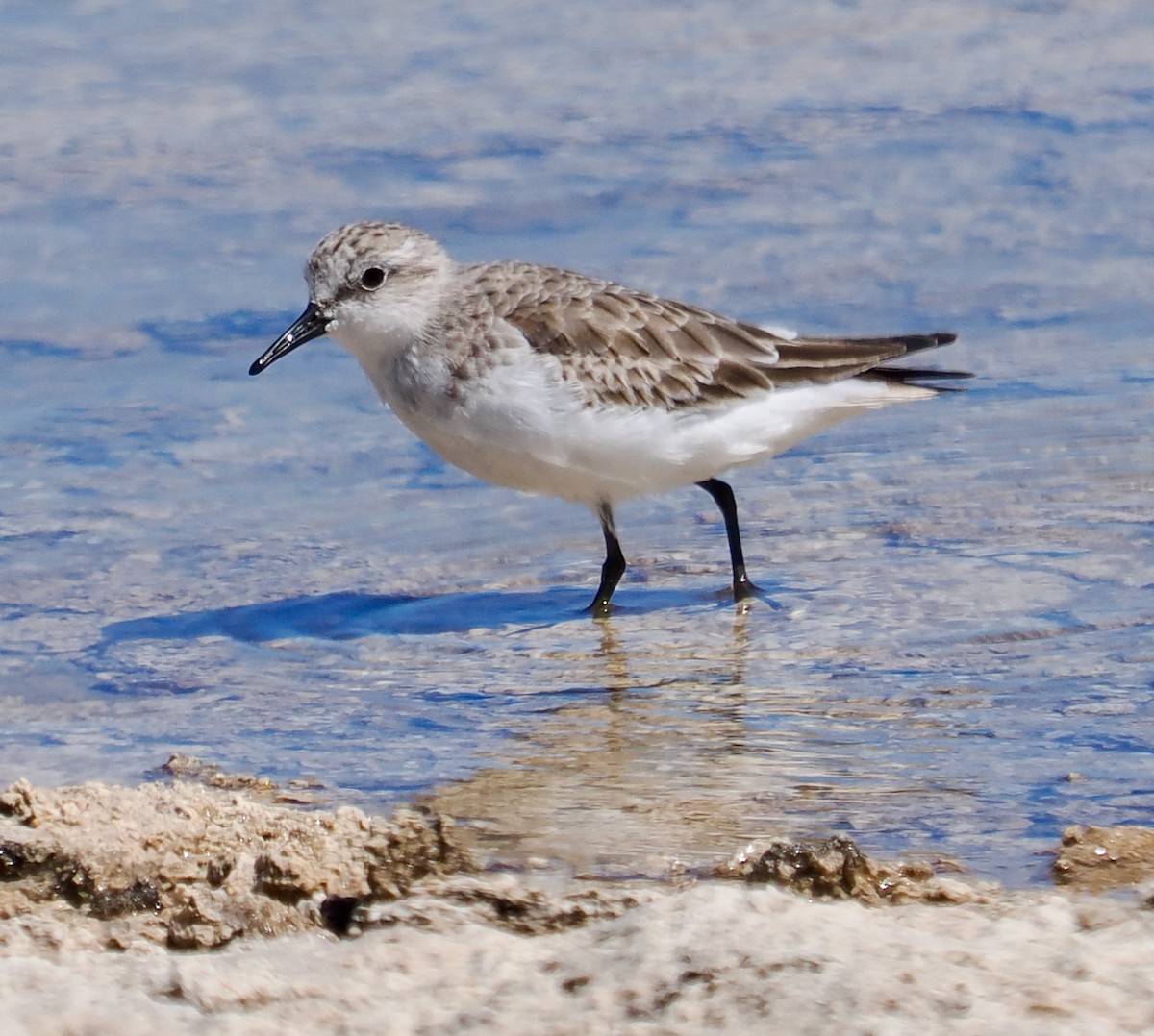 Rotkehl-Strandläufer - ML627723227