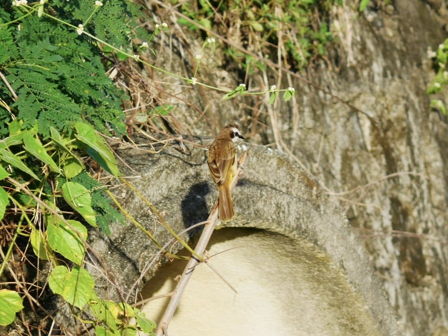 Yellow-vented Bulbul (Philippine) - ML627723522