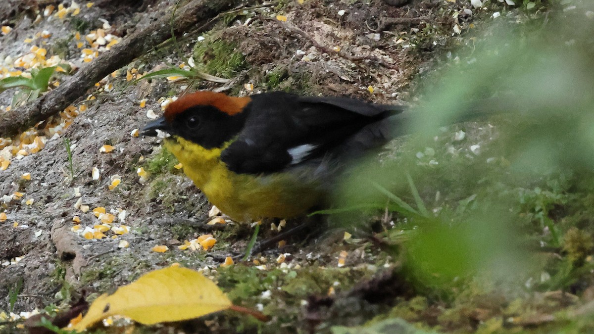 Yellow-breasted Brushfinch - ML627723628