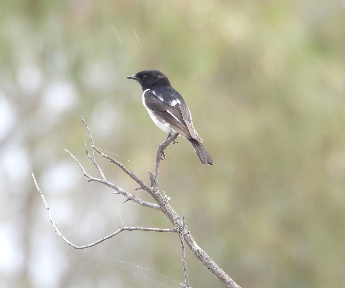 Hooded Robin - ML627723703