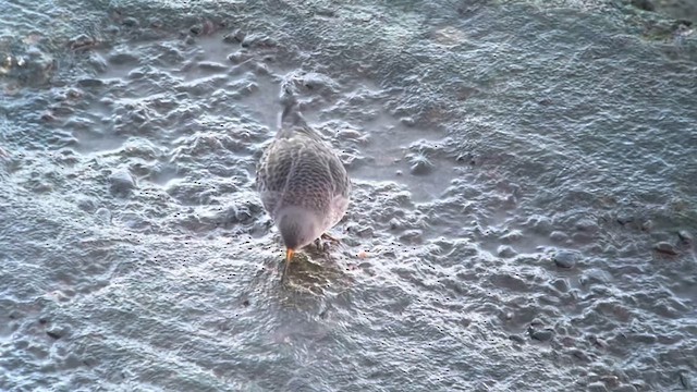 Purple Sandpiper - ML627723744