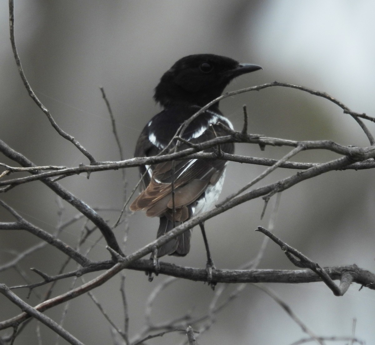 Hooded Robin - ML627723747