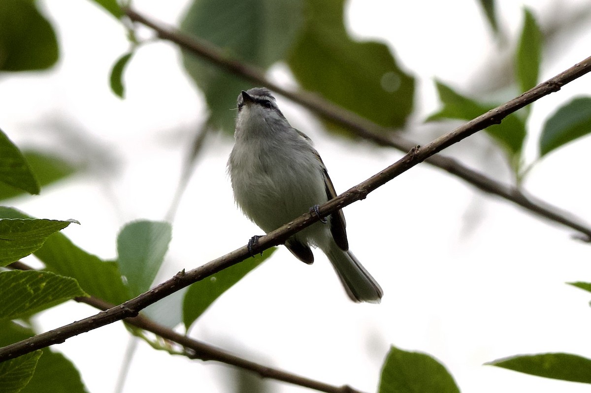 Rufous-winged Tyrannulet - ML627723837