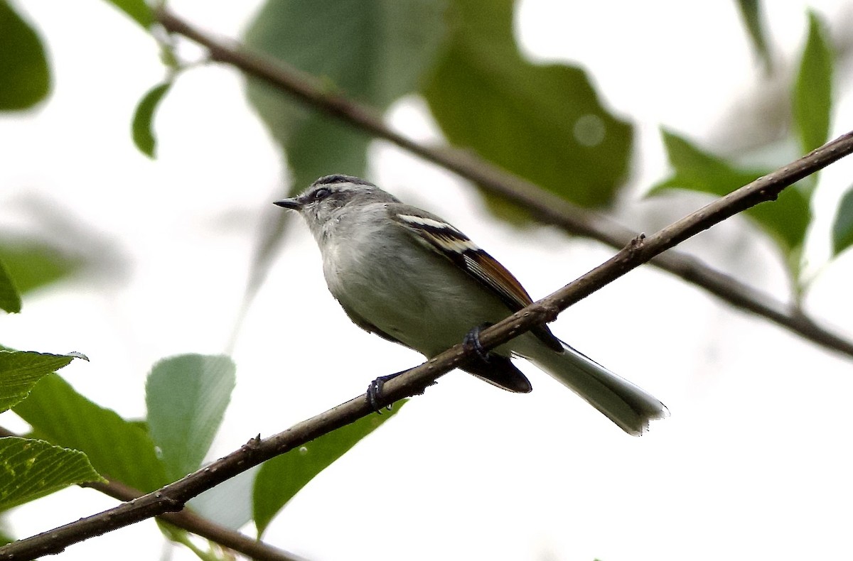Rufous-winged Tyrannulet - ML627723838