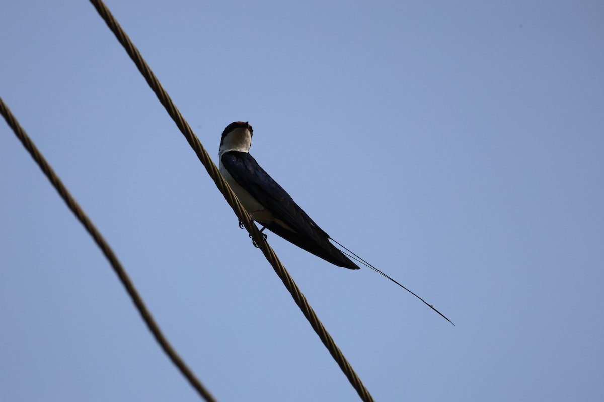 Wire-tailed Swallow - ML627723863