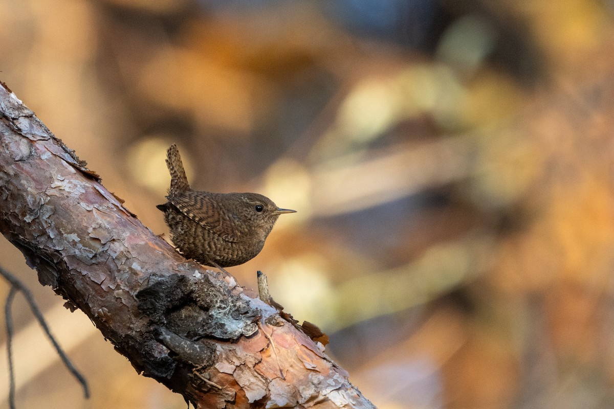 Eurasian Wren - ML627723896