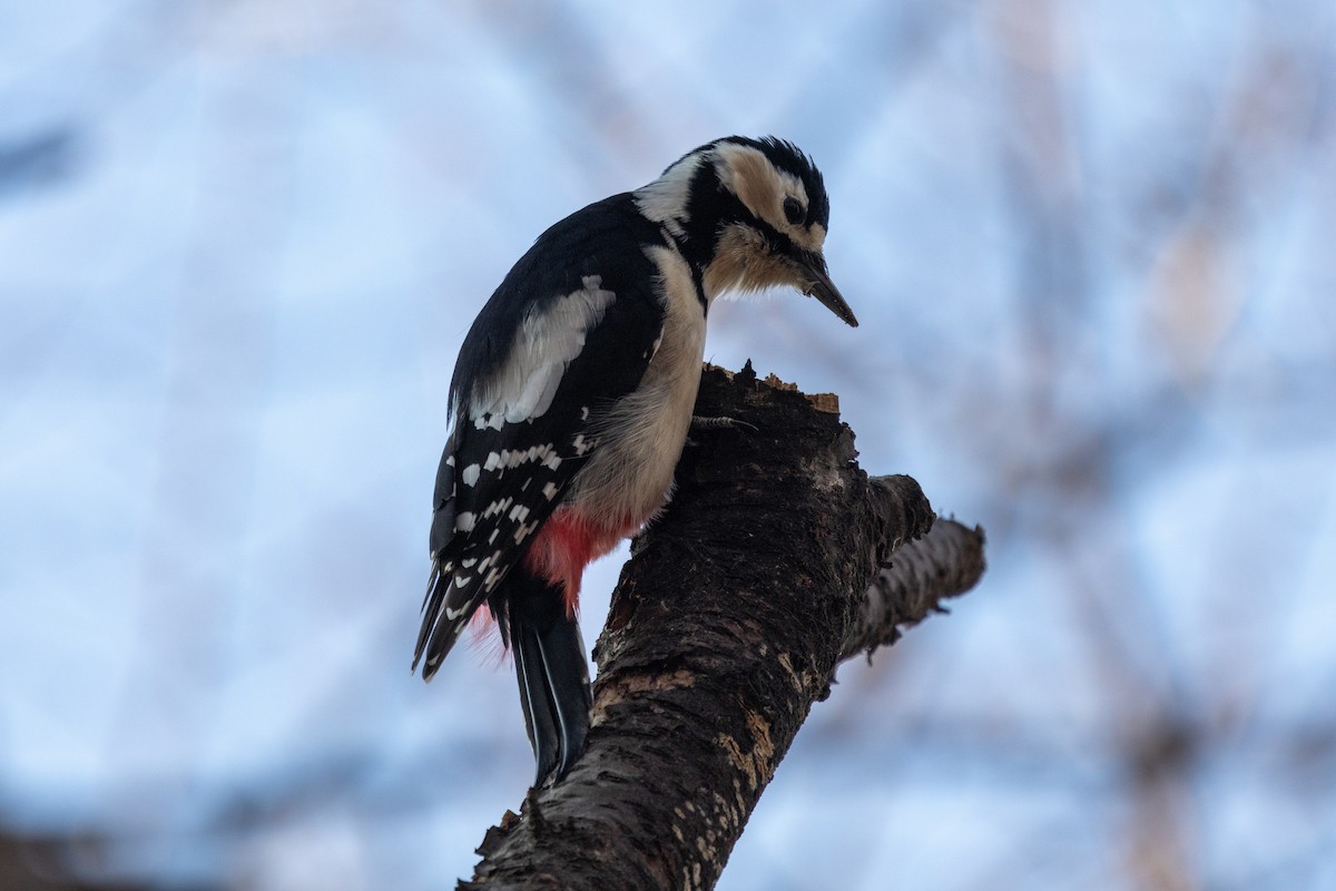 Great Spotted Woodpecker - ML627723924