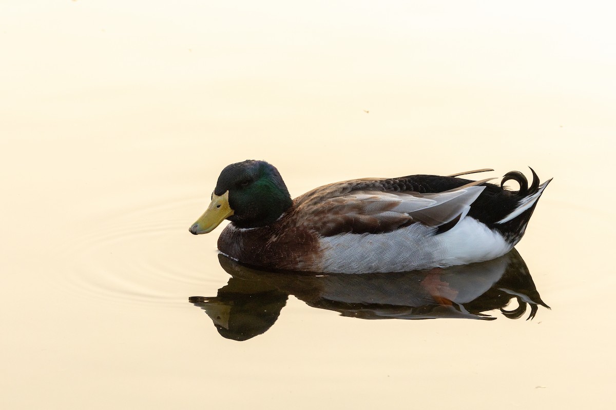 Canard colvert (forme domestique) - ML627723928