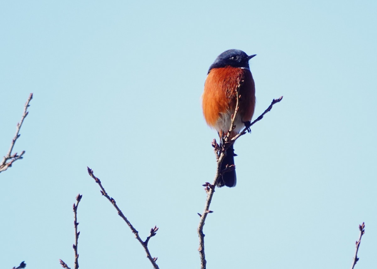 White-throated Redstart - ML627724020