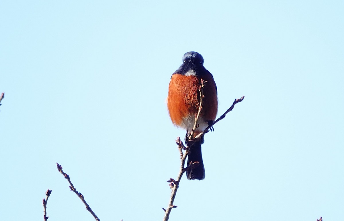 White-throated Redstart - ML627724021