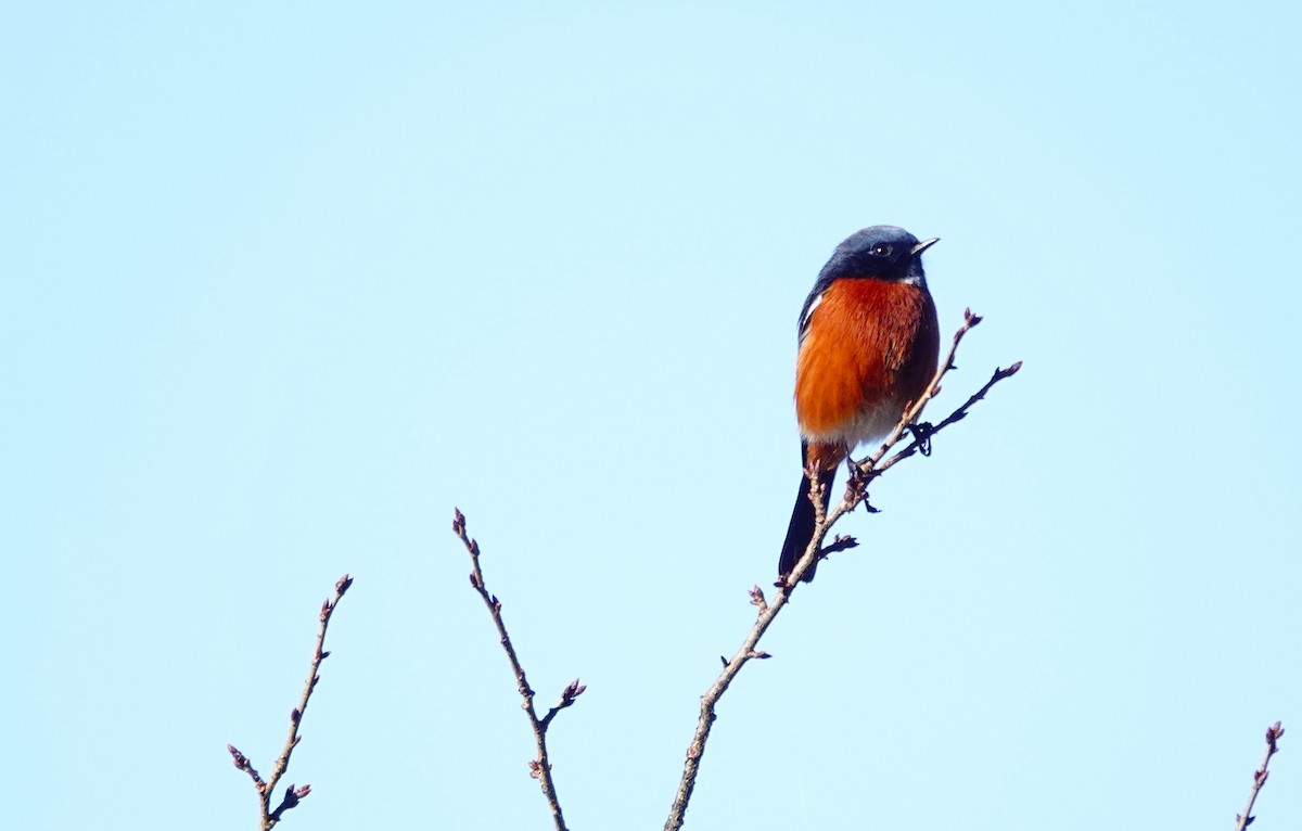 White-throated Redstart - ML627724022