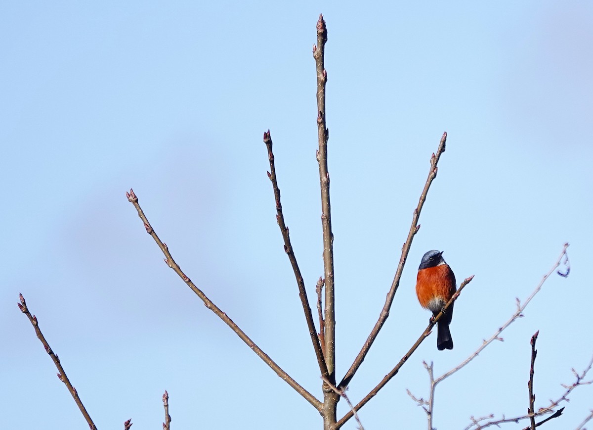 White-throated Redstart - ML627724023