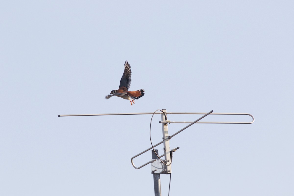 American Kestrel - ML627724074
